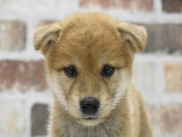 静岡県の柴犬(標準サイズ) (ペッツワン沼津店/2024年6月26日生まれ/男の子/赤)の子犬